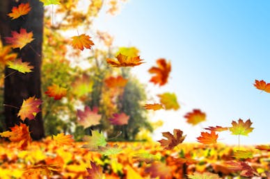 bensiinikäyttöinen lehtipuhallin, testien paras lehtipuhallin, paras lehtipuhallin, sähkökäyttöiset lehtipuhaltimet, akkukäyttöiset puhaltimet, bensiinikäyttöiset lehtipuhaltimet.